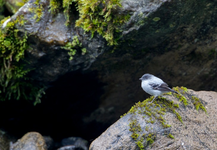 torrent tyrannulet