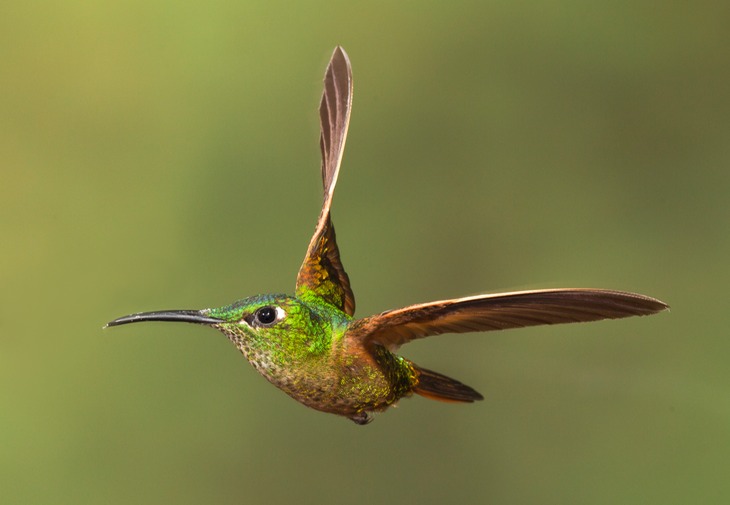 fawn breasted brilliant