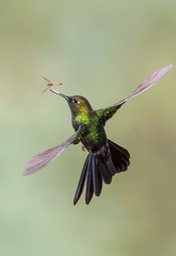 tourmaline sunangel