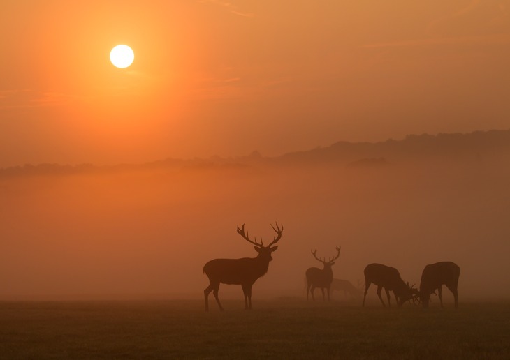 red deer