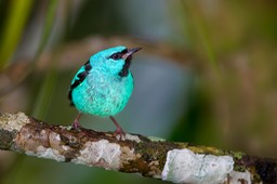 blue dacnis