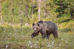 brown bear