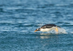 gentoo penguin