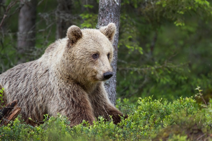 brown bear