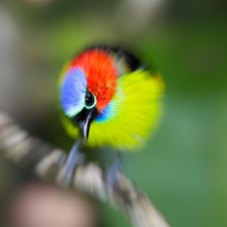 red necked tanager