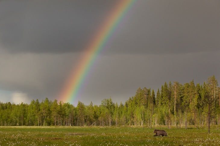 brown bear