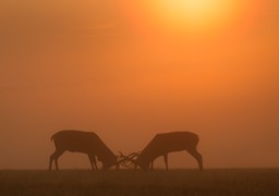 red deer