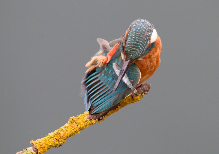 kingfisher