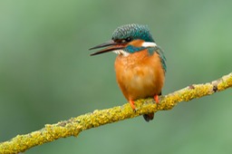 kingfisher