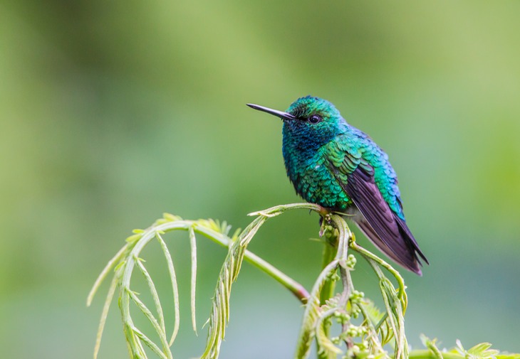 western emerald