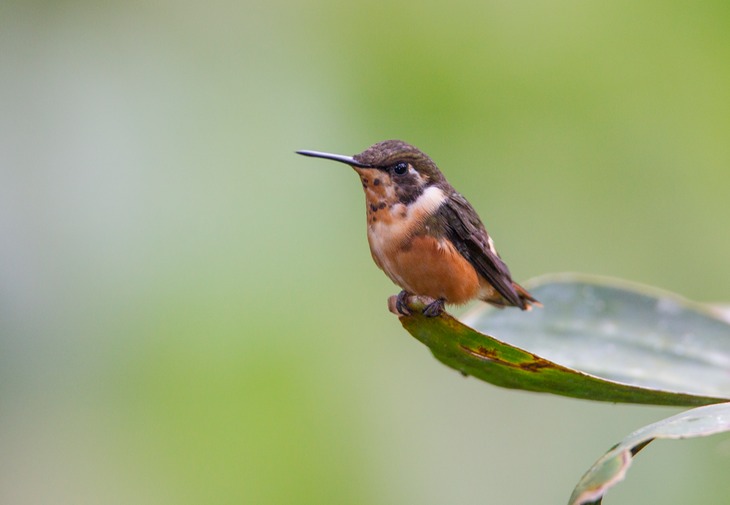 purple throated woodstar