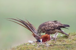 common buzzard