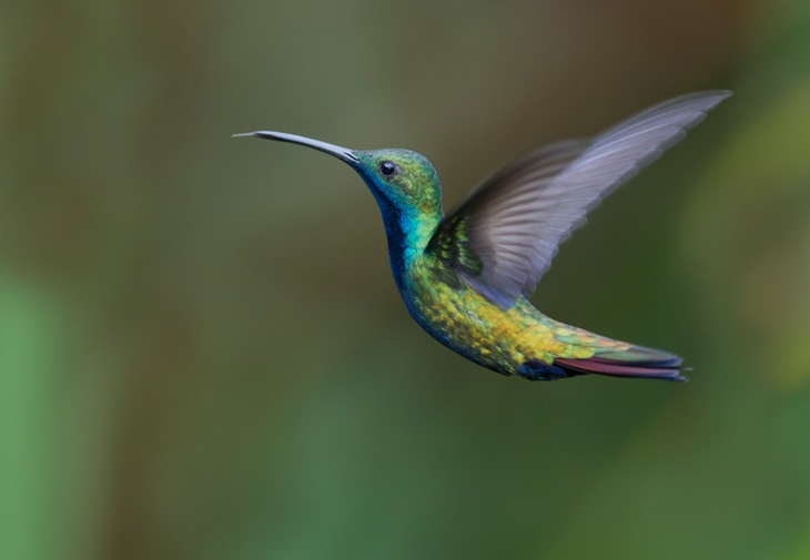 black throated mango