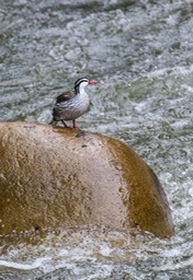 torrent duck