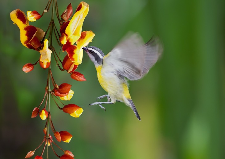 bananaquit