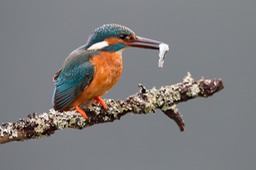 kingfisher