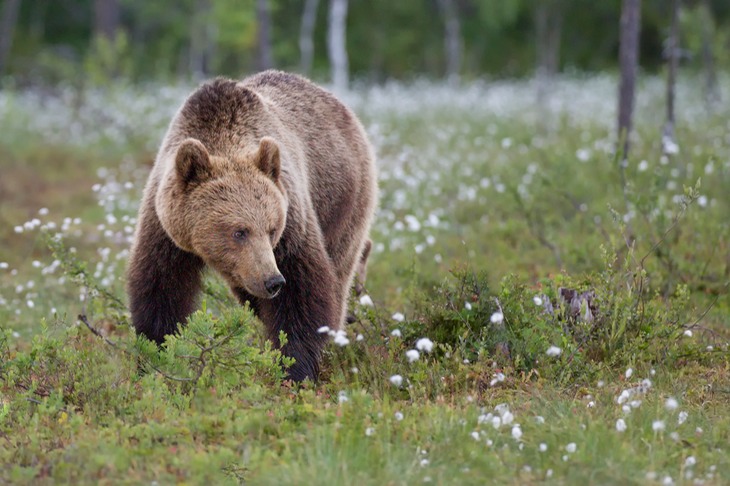 brown bear