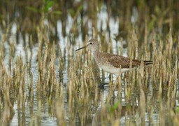 lesser yellowlegs