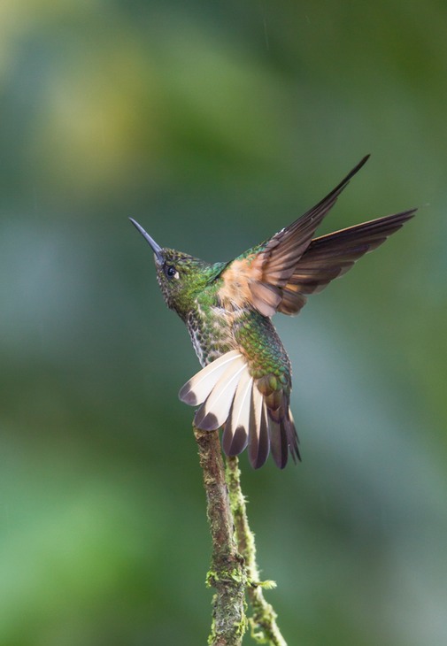 buff tailed coronet