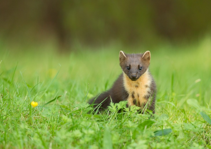 pine marten