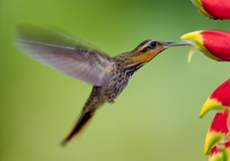 saw billed hermit