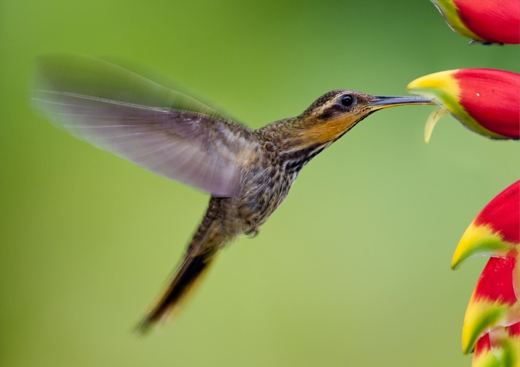 saw billed hermit