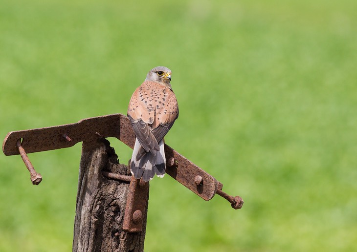 kestrel