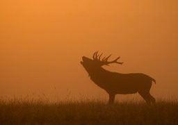 red deer