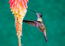 magnificent hummingbird