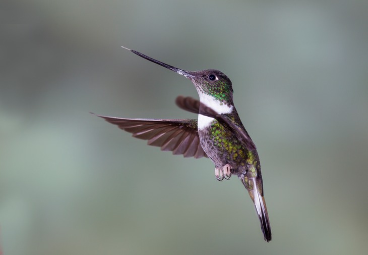 collared inca