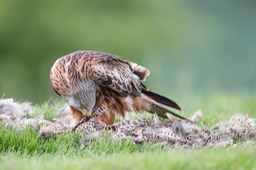 red kite