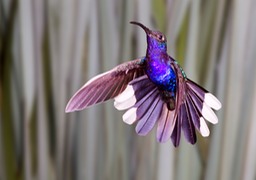 violet sabrewing