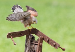 kestrel