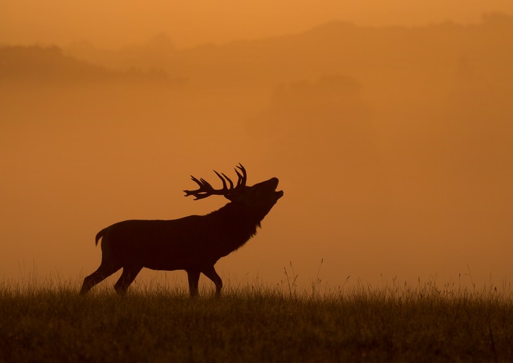 red deer