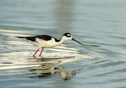 black necked stilt