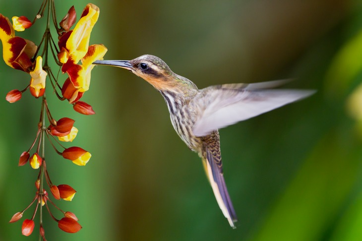 saw billed hermit