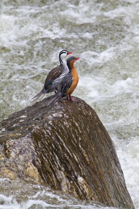 torrent duck