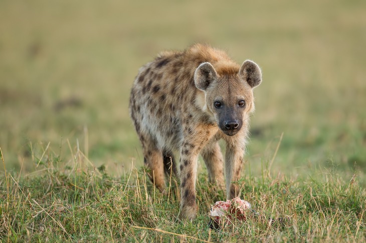 spotted hyena