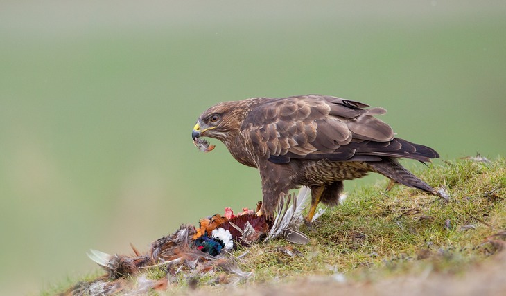 common buzzard