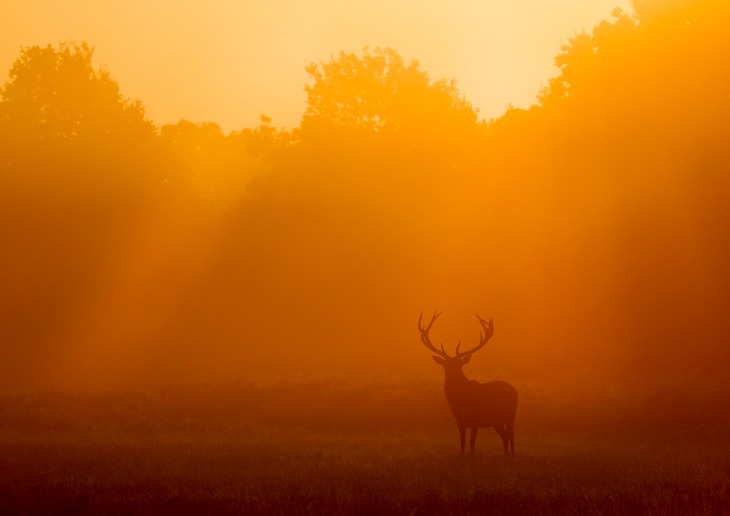 red deer