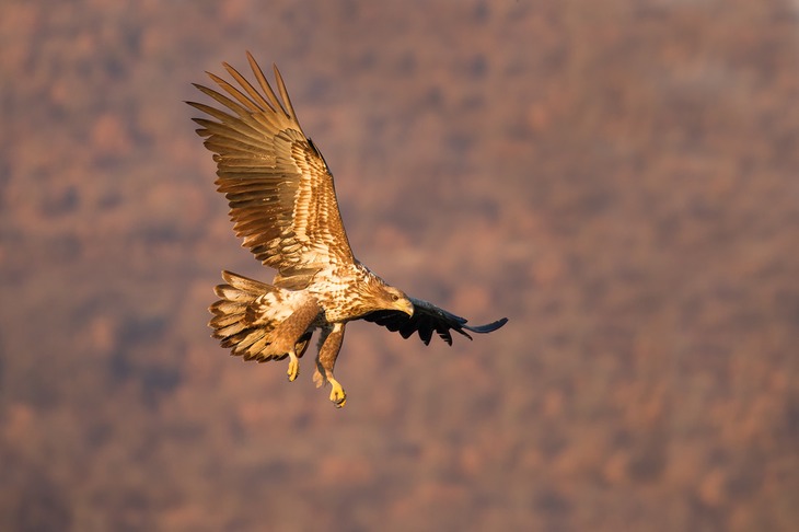 white tailed eagle