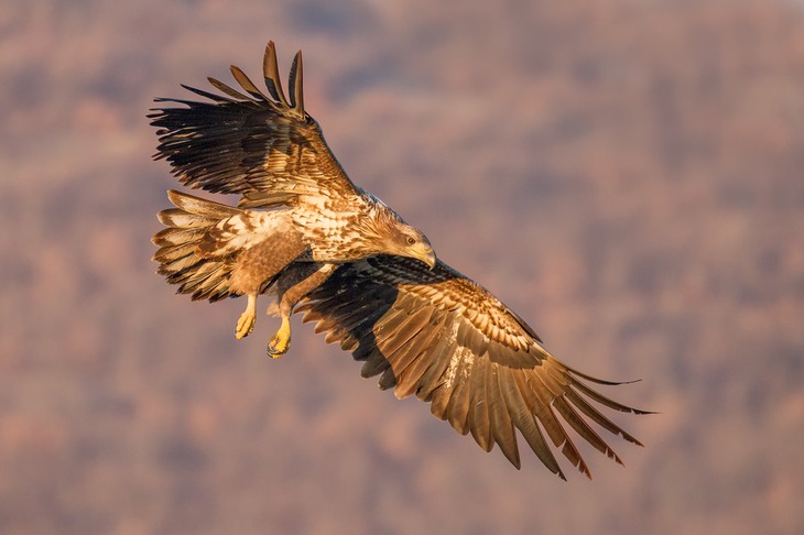 white tailed eagle