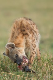 spotted hyena