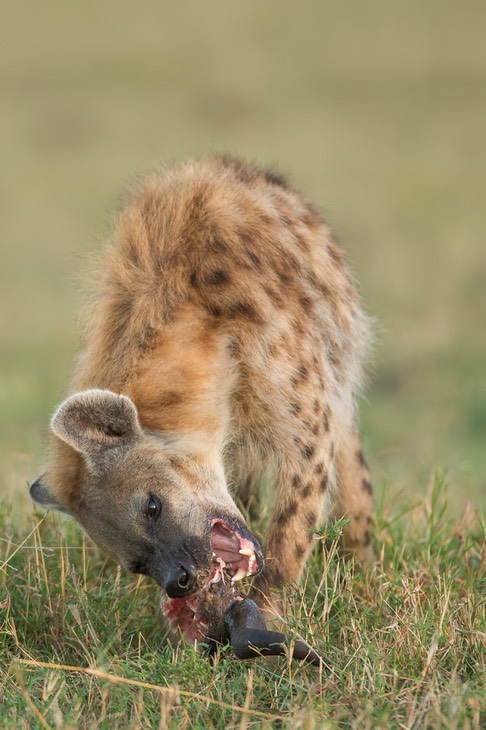 spotted hyena