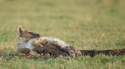 spotted hyena