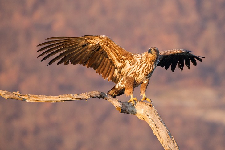 white tailed eagle