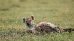 spotted hyena