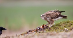 common buzzard