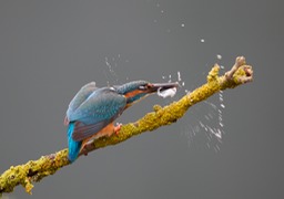 kingfisher