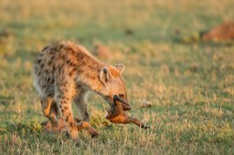 spotted hyena